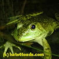 /home//u458753944/public_html/sourcegallery//Frogs/More bullfrogs/P7060245.JPG